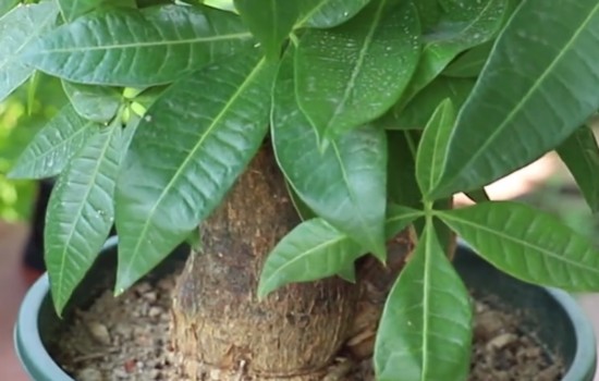 用它来养发财树 植株不烂根不黄叶还枝繁叶茂