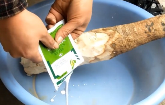 发财树烂根可以用什么药