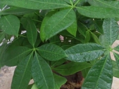 发财树在阳台上能晒太阳吗