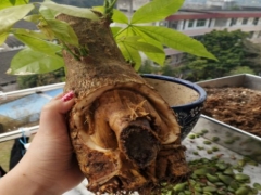 发财树从上面开始烂了怎么处理