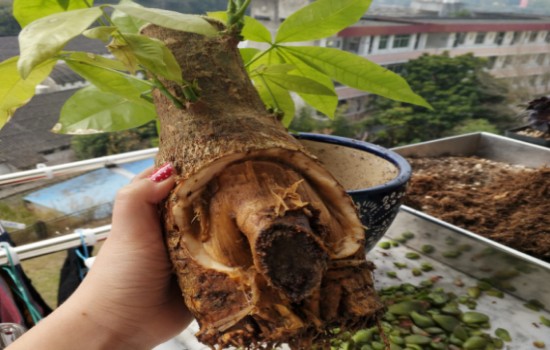 发财树从上面开始烂了怎么处理
