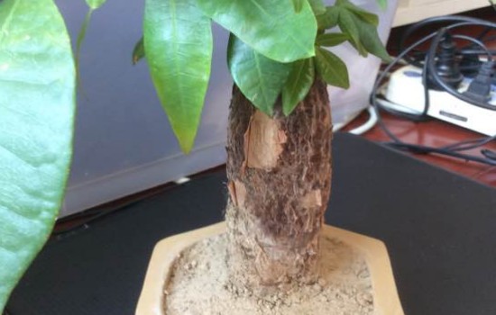 发财树树体干燥脱皮图片