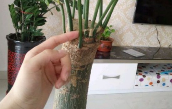 发财树的树干又皱又干图片