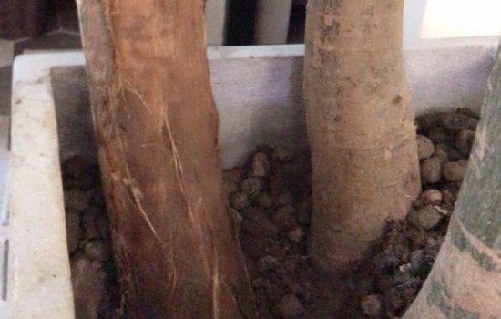 发财树剥皮图片