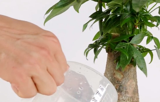发财树浇水图片