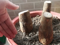 怎样使发财树树桩长出新芽