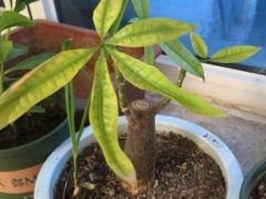 发财树通风不好会怎么样