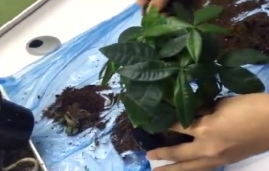 发财树移盆的时候需要注意什么