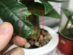 发财树坏掉的叶子能埋土里吗