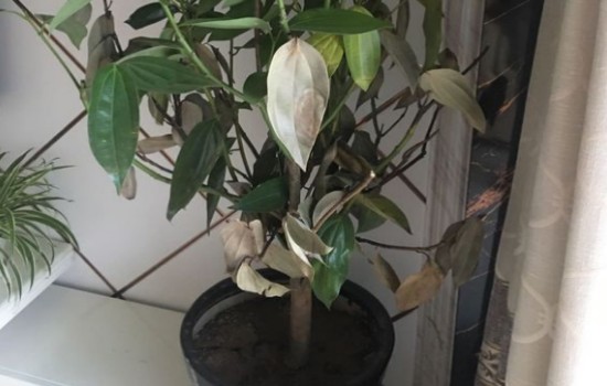 怎么让快枯死的平安树复活