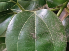平安树生腻虫怎么治疗