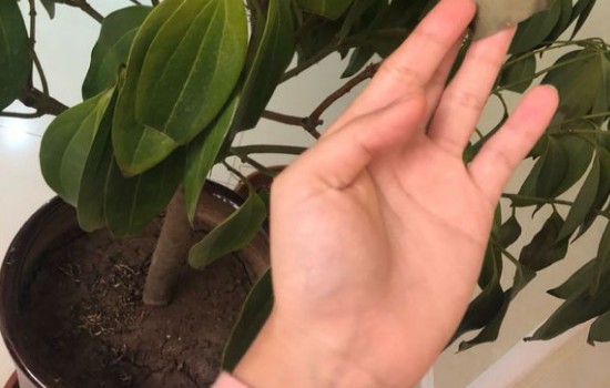 平安树茎腐病用什么药最好