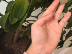 平安树茎腐病用什么药最好