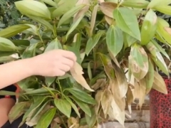 平安树缺水叶子干枯怎么办