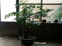 幸福树锯掉后怎么护理