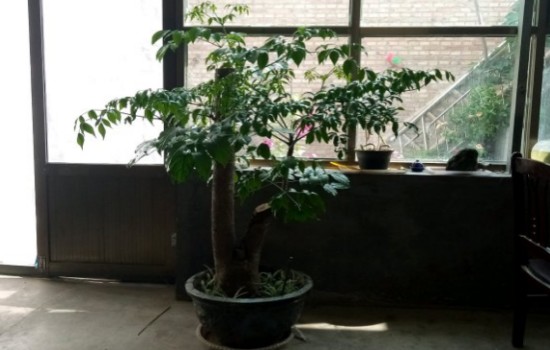 幸福树锯掉后怎么护理