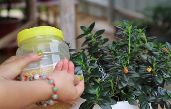金鱼吊兰夏天这样养护3