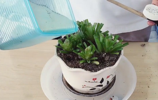 吊兰徒长叶片折断 原来可以这样处理3