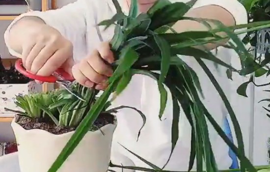 吊兰徒长叶片折断 原来可以这样处理1