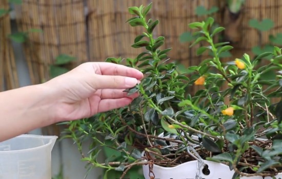 金鱼吊兰开花少怎么办