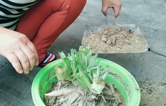 吊兰如何快速抽藤