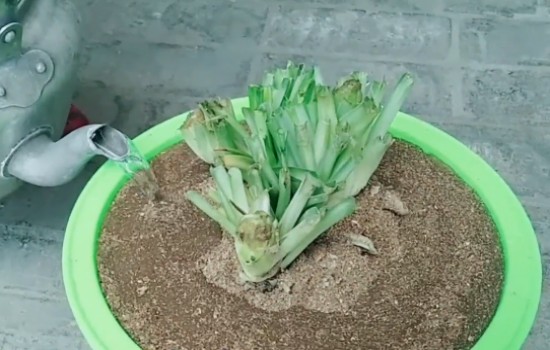 吊兰叶子剪光后可以换盆吗2