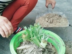 吊兰叶子剪光后可以换盆吗
