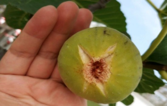 无花果没成熟就裂开怎么办