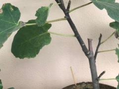 盆栽无花果僵苗了怎么办