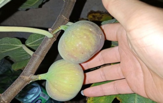 无花果裂果的解决办法