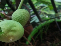 无花果果子干巴的原因