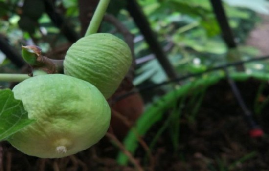 无花果果子干巴的原因