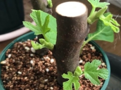 刚栽的无花果能见太阳吗