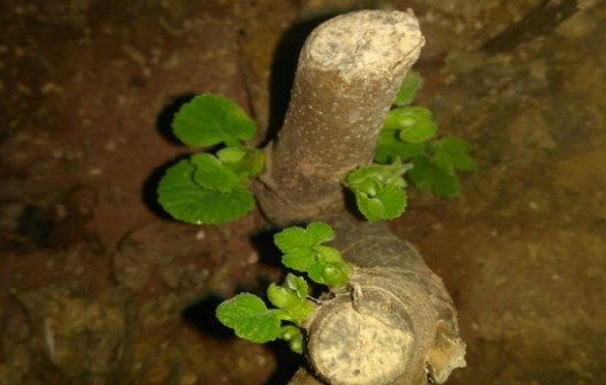 无花果缓苗多久才长芽