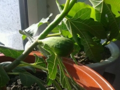 盆栽无花果掉果怎么办
