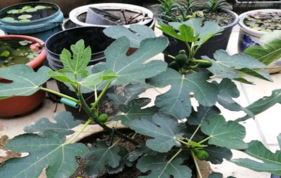 无花果怎样管理结果多