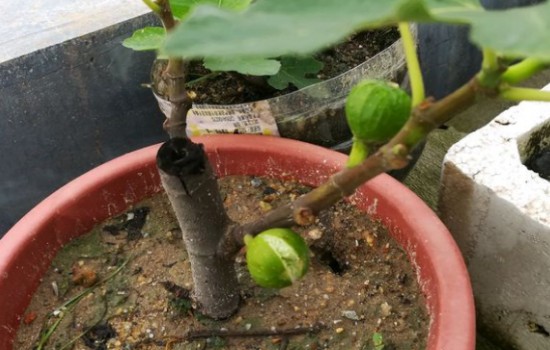 无花果淋雨后为什么容易开裂
