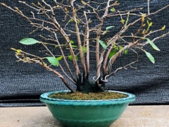 老鸦柿落叶能救活吗