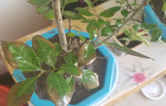 老鸦柿叶子干枯脱落怎么回事