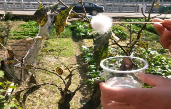 老鸦柿开花没有公花怎么办