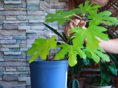 无花果秋天怎么养护