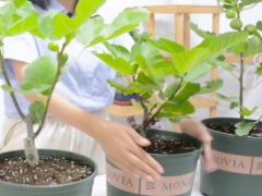 无花果怎样在零下30度越冬