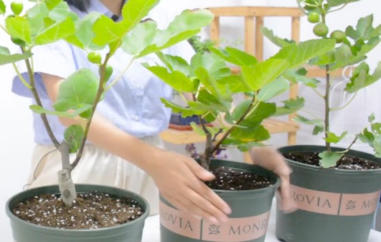 无花果怎样在零下30度越冬