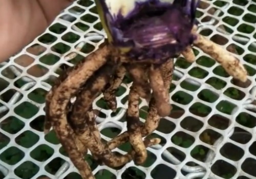 君子兰软腐病怎么治疗
