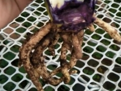 君子兰软腐病怎么治疗