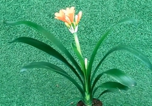 君子兰温差多大才能开花