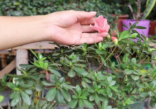 如何养好杜鹃花盆栽