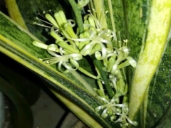 怎样养虎皮兰才能开花