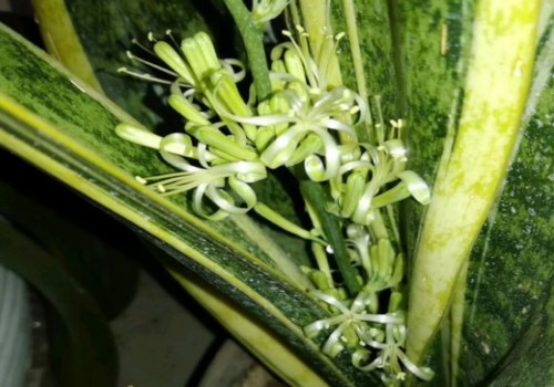 怎样养虎皮兰才能开花