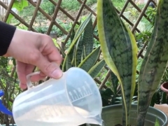 虎皮兰种养技巧